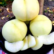 Саджанець Персик Айс Піч